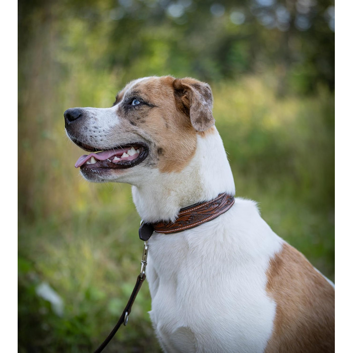 Нашийник для собак Джек Рассел з натуральної шкіри буйвола, ручної роботи, Talia (XL, 46-58 см)