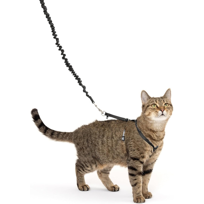 PetSafe Come with Me Kitty Harness and Bungee Leash, Harness for Cats, Size M, Red/Cranberry, Model: CWMK-M-RED (Black/Fawn, Small (Pack of 1))