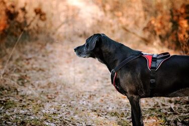 Миска для собак JUIUS K-9 IDC, рожево-сіра, розмір XS