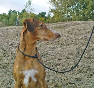 PatchArt-Leine (Green) - Leash and collar in ONE (Black)