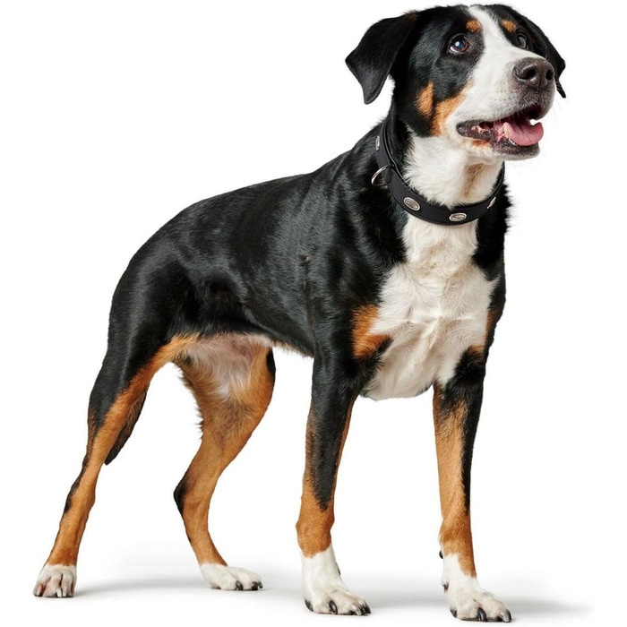 Нашийник для собак HUNTER SOFTIE STONE, штучна шкіра, з аплікаціями, легкий у догляді, чорний, розмір S-M