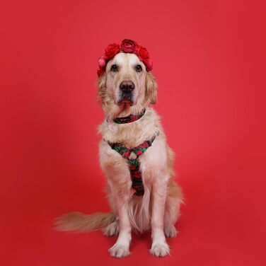 Шлейка для собак середніх порід | Не вбирає вологу | Регульована | З контролем | Легка класична шлейка | Dog Harness | Eternal Rose, M - виміряйте розмір собаки