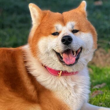 Нашийник для собак з натуральної шкіри, широкий, зелений/рожевий, M/XL