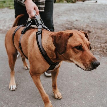 Нашийник захисний Maldon чорний/сірий, розмір M-L
