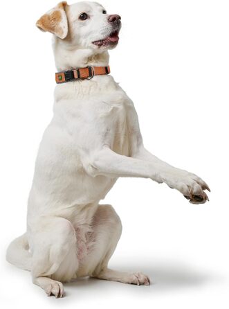 Нашийник для собак HUNTER Neopren Vario Plus, нейлон, неопрен, регульований, з поглинанням ударів, комфортний, розмір L/2,5