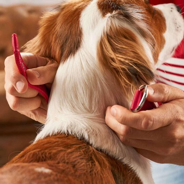 Нашийник для собак Hunter Neopren Reflect FC Bayern, L (60), червоний