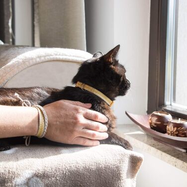 Нашийник для кота Pettsie з безпечною застібкою та браслетом дружби, міцна бавовна, D-подібне кільце для аксесуарів, регульований розмір 12,7-20,3 см (19-29 см), жовтий