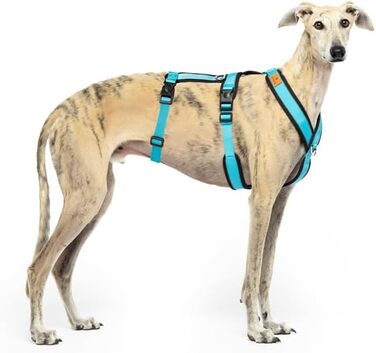 Нашийник для собак, анти-тягнучий, для італійського грейхаунда, віппета, грейхаунда, подонко - безпечний, дихаючий, довговічний, для походів, тренувань та бігу (Небесно-блакитний, XXL)
