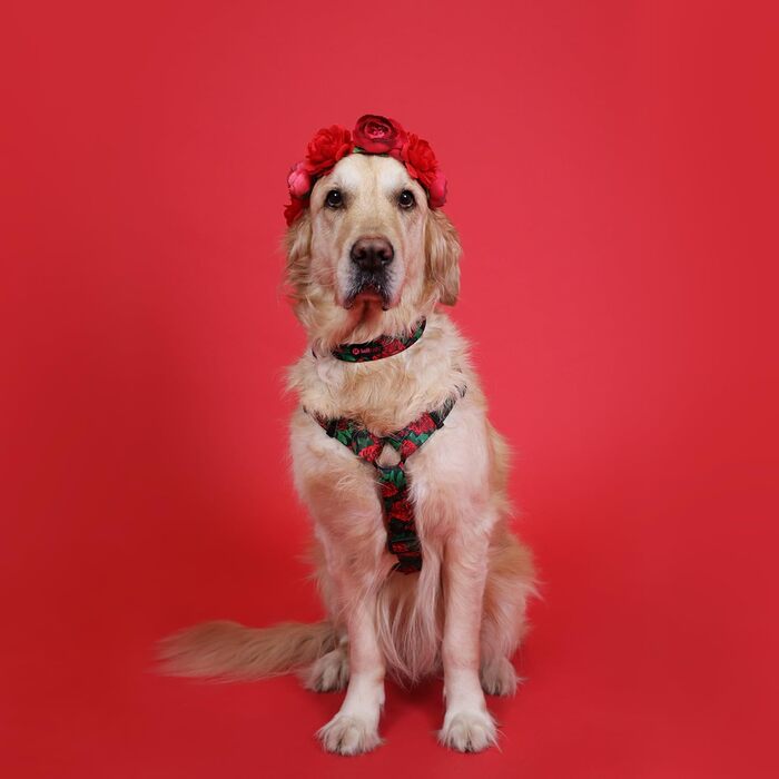 Шлейка для собак середніх порід | Не вбирає вологу | Регульована | З контролем | Легка класична шлейка | Dog Harness | Eternal Rose, M - виміряйте розмір собаки