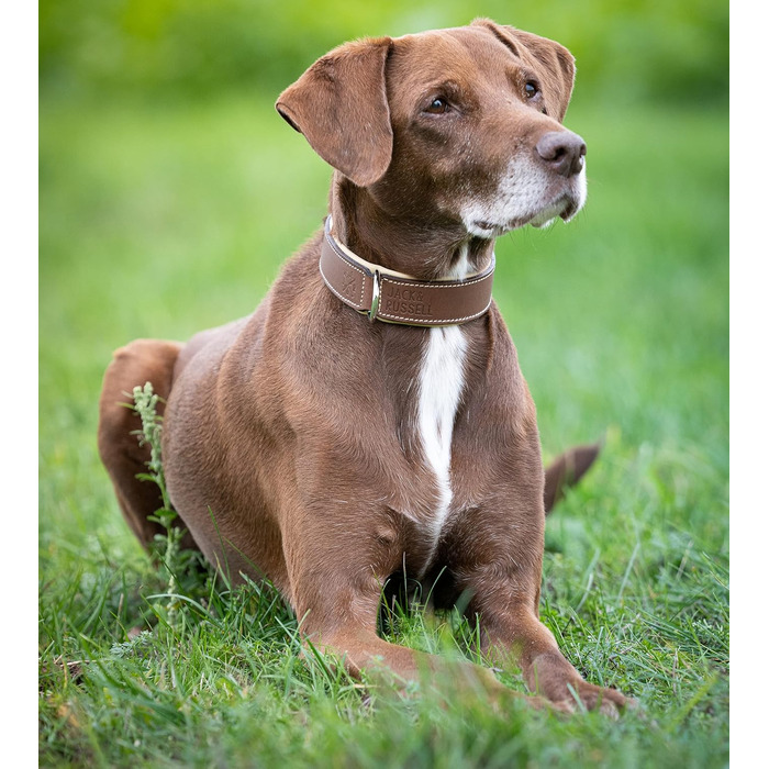 Нашийник для собак Джек Рассел, шкіряний, Amy - нашийник з натуральної шкіри, з підкладкою, міцний, двошаровий (M, Коричневий/Бежевий) M (37.0-44.0 см) Коричневий/Бежевий