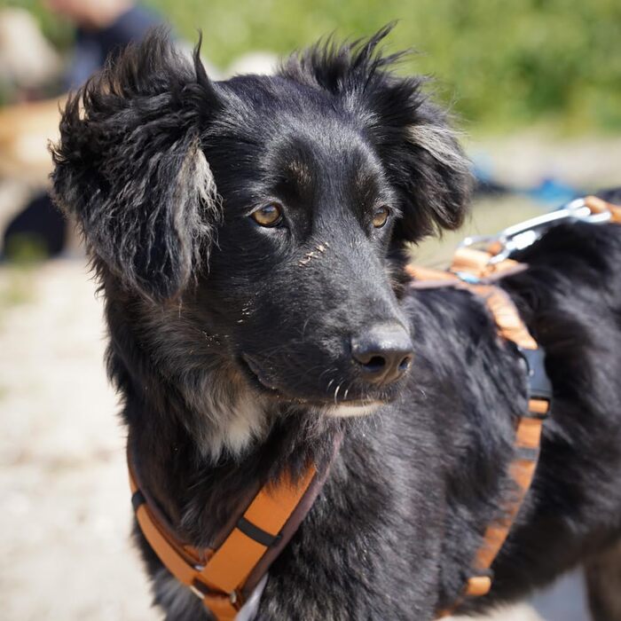 Шлейка для собак Anny-X Brustgeschirr Fun, колір коричнево-бурштиновий, розмір XXS (обхват грудей 36-42 см)