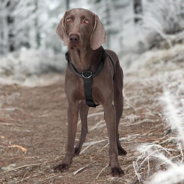 Нашийник для собак FeimaX великих порід, тактичний, зручний, чорний (L)