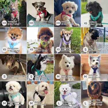 Шлейка для собак BELLA & PAL для маленьких собак з повідком, Step-in шлейка з Air Mesh, анти-тяга, світловідбиваюча, дихаюча, для цуценят, для котів, S (XXS (28-30см обхват грудей), синій & сірий)