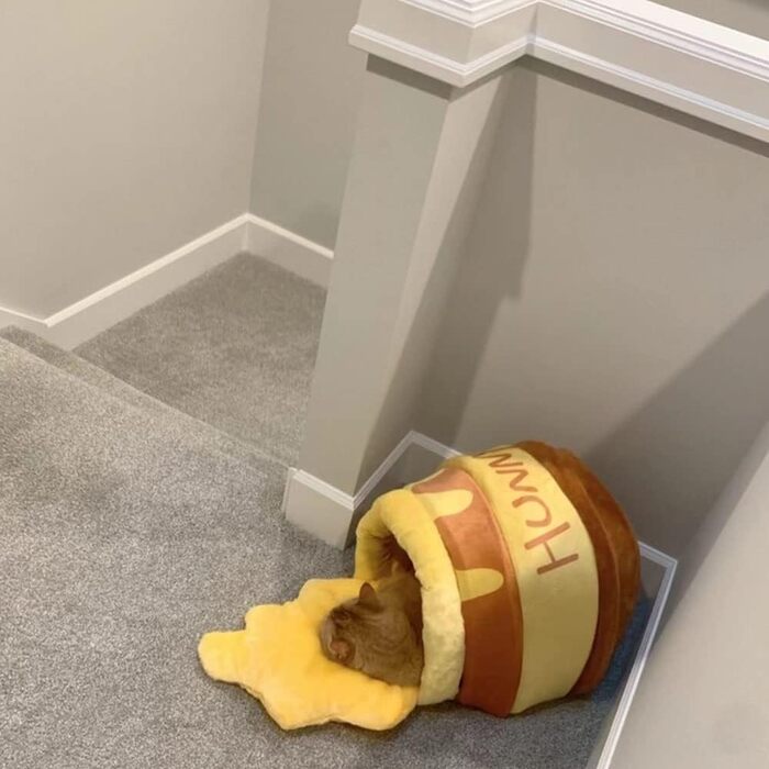 Cat bed, cat cave, cozy cat bed, cat nest honey pot, for small cats