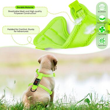 Світловідбиваючий LED нашийник для собак, USB-C, для маленьких собак, XS-S, для прогулянок вночі