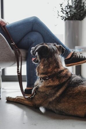 Нашийник для собак HUNTER Grenada з натуральної шкіри, ручної роботи, Німеччина, для тренувань та повсякденного використання, міцний, комфортний, елегантний дизайн, розмір: 39-48 см, колір: темно-коричневий