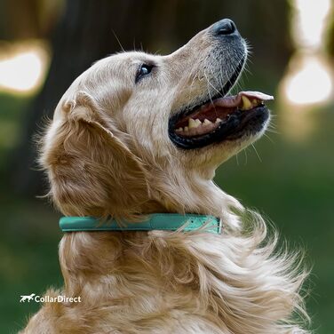 Шкіряний ошийник для собак CollarDirect, круглий, м'який, з роллом, ручної роботи, справжня шкіра, для цуценят, котів, малих та великих собак, рожевий, червоний, фіолетовий, блакитний (м'ятний, 15-18 см)