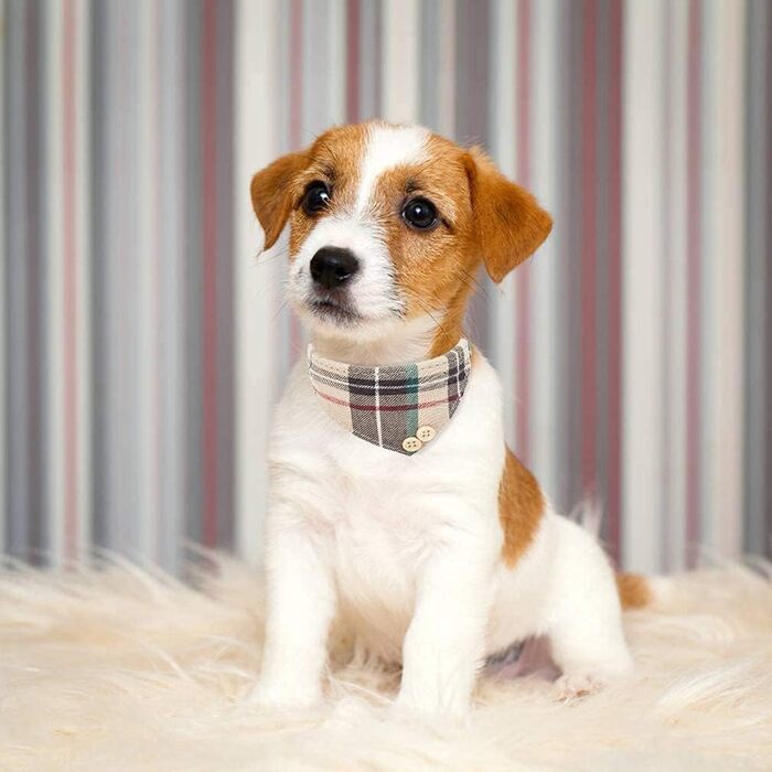 Набір аксесуарів для собак ExPawlorer: нашийник у клітинку з краваткою, рушник на шию, нашийник з дзвіночком та поводок, антизаплутування, регульований, бежевий, X-Small