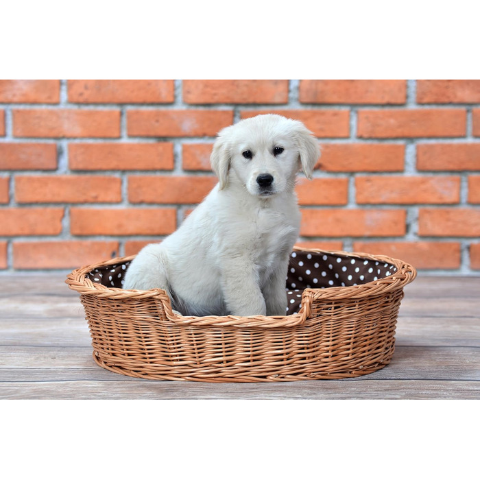 Wicker dog basket for dogs and cats. Dog bed, cat bed with cushion, pet basket, woven cat basket. 60x43 H19 cm (L 80 x W 60 x H 26 cm, Natural)