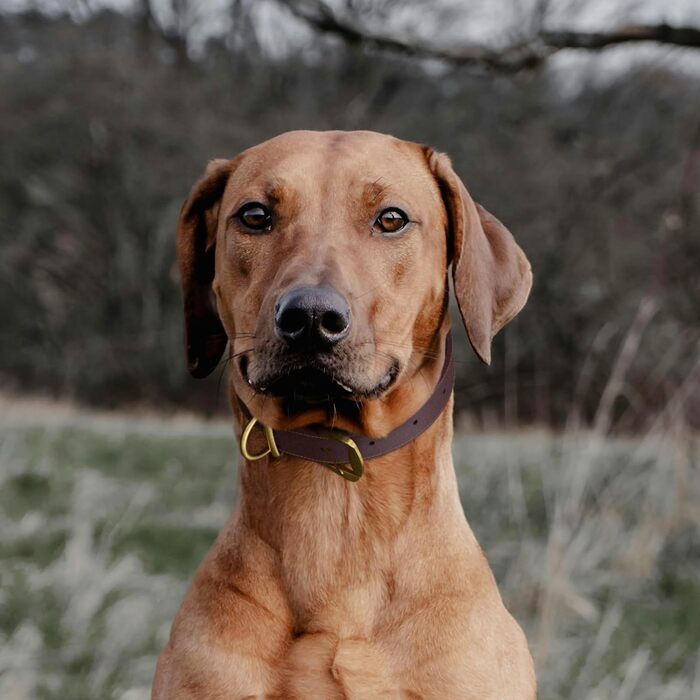 Нашийник для собак з натуральної шкіри, великий розмір (XL), міцний нашийник з латунною застібкою та D-подібним кільцем