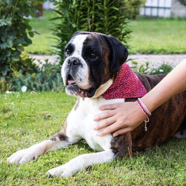 Pettsie dog bandana with collar and friendship bracelet, Adjustable sizes S, M, and L, Detachable bandana cloth, Attractive packaging included, Dog lover, L, Red