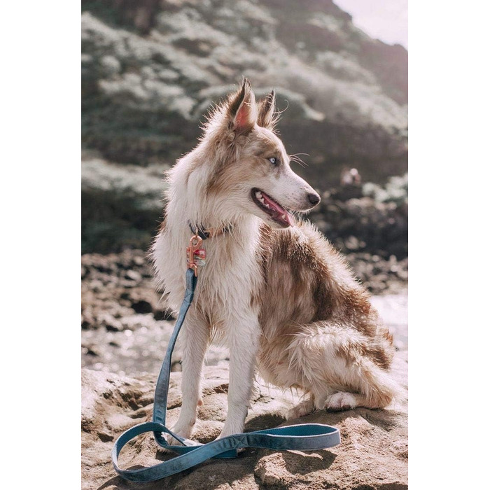 Набір повідка та нашийника для собак Aring Pet, оксамитовий нашийник та повідок, регульований нашийник для маленьких, середніх та великих собак, блакитний