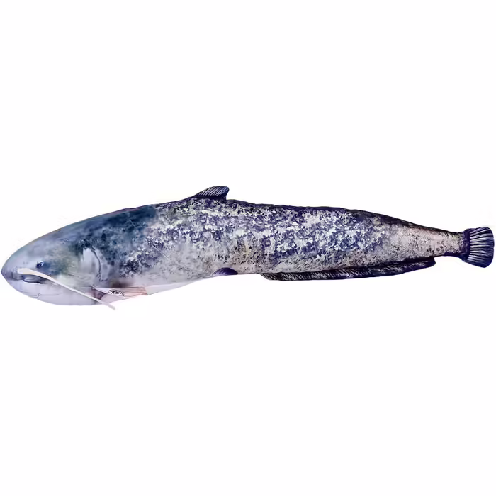Decorative pillow in the shape of a real fish, catfish