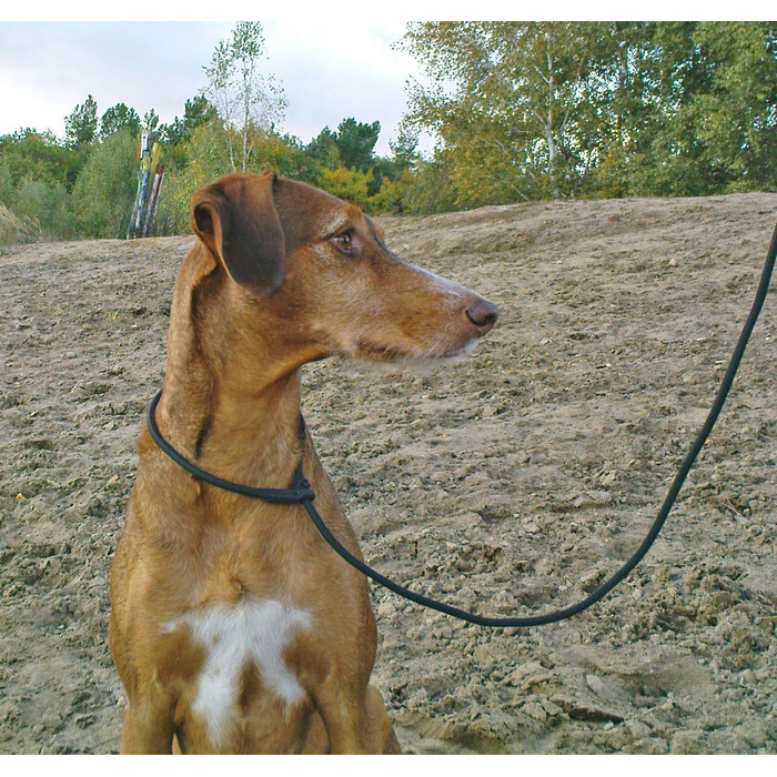 PatchArt-Leine (Green) - Leash and collar in ONE (Black)