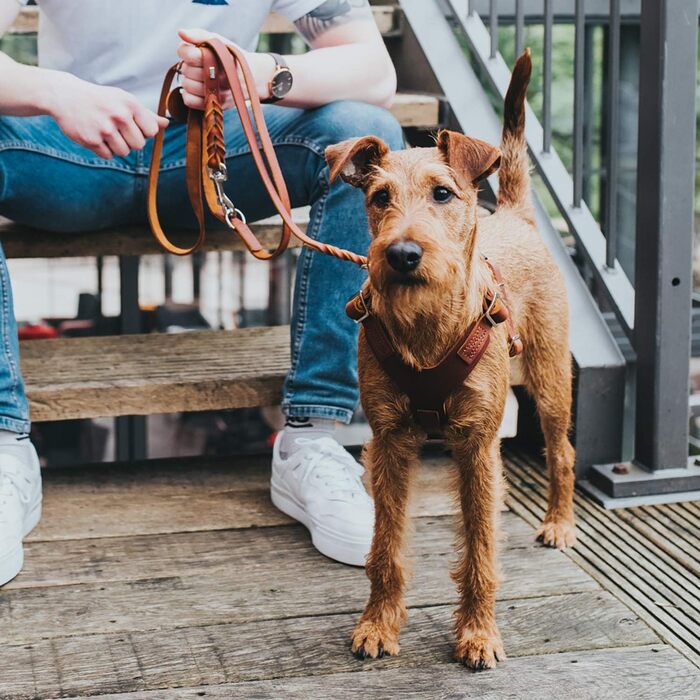 Шлейка для собак HUNTER AALBORG, шкіряна, колір cognac, розмір S-M