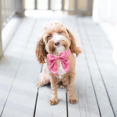 Елегантне собаче намисто Lionet Paws з краваткою - зручне шовкове намисто для маленьких собак, розмір шиї 25-40 см. Набір (1 шт.) білий та персиковий