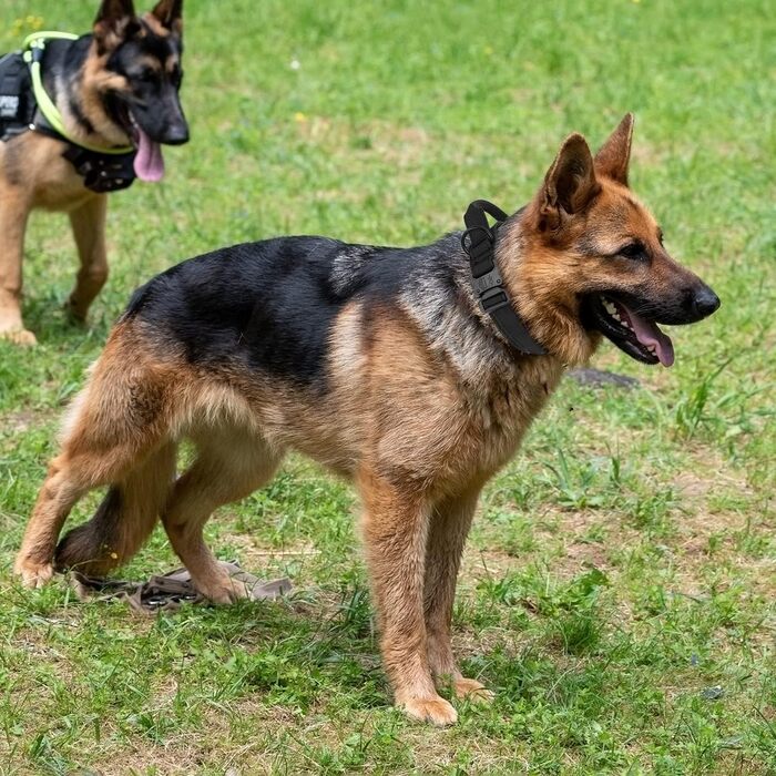 Тактичне обплетене нашийник для собак з ручкою та повідок, військовий стиль, м'яка підкладка, нейлон, регульований, середні та великі породи (Чорний, M)