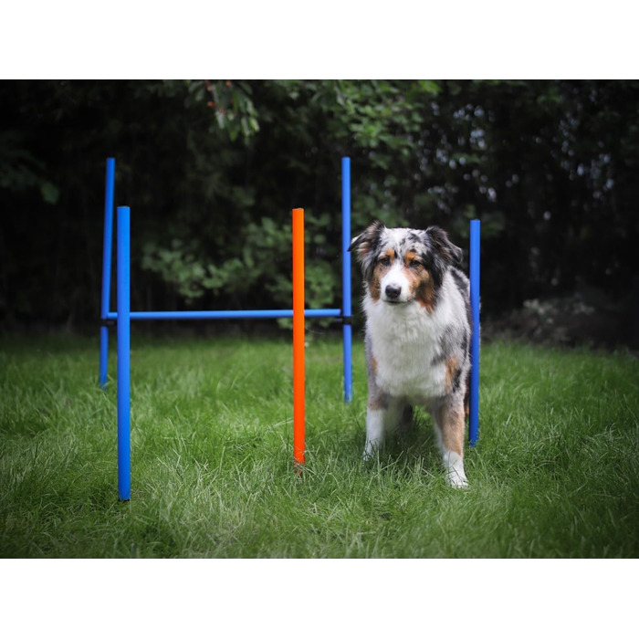 Набір для аджиліті NATIV LEMODO для собак | Тренування собак з бар'єром та стрибковим кільцем | Легкий у транспортуванні аксесуар для тренувань | Початковий набір у собачий спорт без тунелю