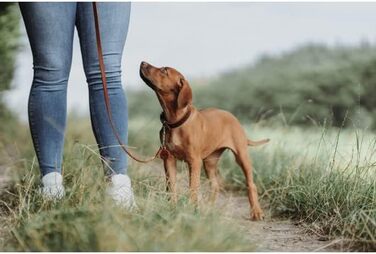 Нашийник для собак HUNTER Aalborg Soul, колір Cognac (коньячний), з сердечком, міцний, розмір 30