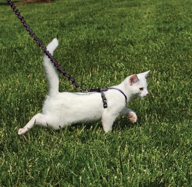 PetSafe Come with Me Kitty Harness and Bungee Leash, Harness for Cats, Size M, Red/Cranberry, Model: CWMK-M-RED (Black/Fawn, Small (Pack of 1))