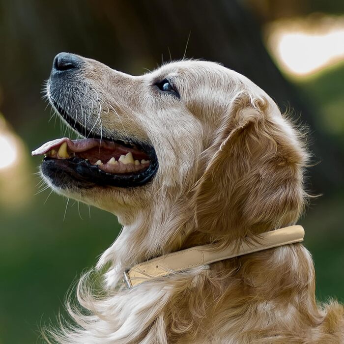 Шкіряний нашийник для собак CollarDirect, круглий, м'який з підкладкою, ручної роботи, справжня шкіра, для цуценят та дорослих собак, малих та великих порід, рожевий, червоний, фіолетовий, синій (бежевий, 15-18 см)