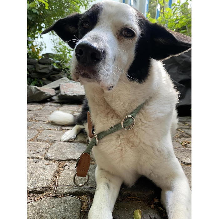 Нашийник для собак Leisegrün Devon, зелений, нейлон, регульований, розмір L