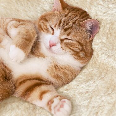 Кігтеточка Yaheetech XXL для котів, 175 см, для 3-4 котів, з платформами, гамаком, м'ячиком, бежева