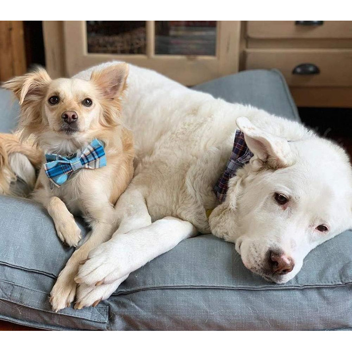 Нашийник для собак Lionet Paws з метеликом, бавовна, металевий замок, XL, 40-66 см, блакитний в клітинку