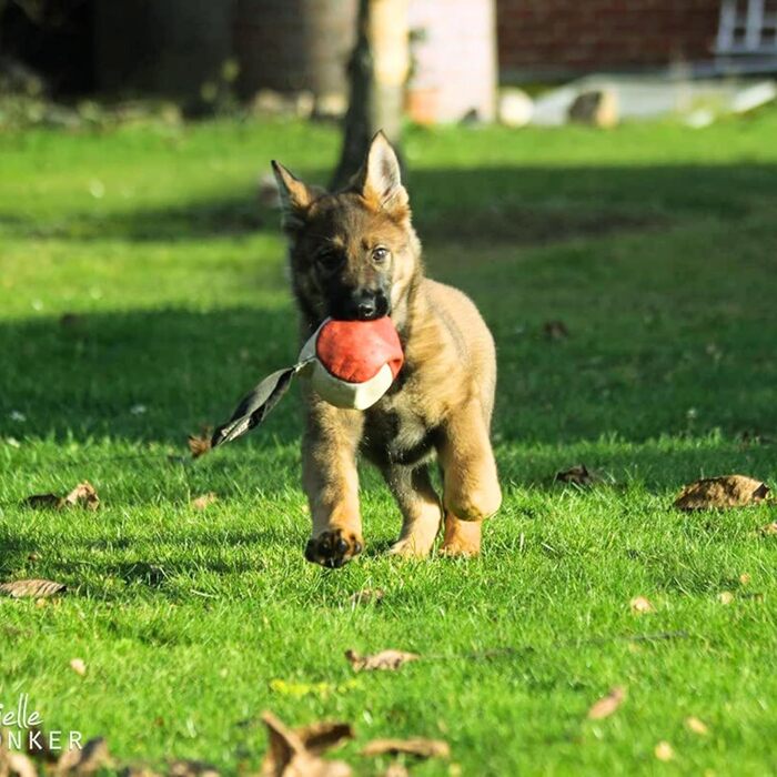 Іграшка для собак Dingo Gear Soft Ball з ручкою з натуральної шкіри для тренування укусу, для цуценят, 8 см, 2 шт.