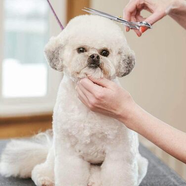 Професійна ножиця для грумінгу собак Dream Reach, 7 дюймів, пряма, з нержавіючої сталі 440C, для собак та котів