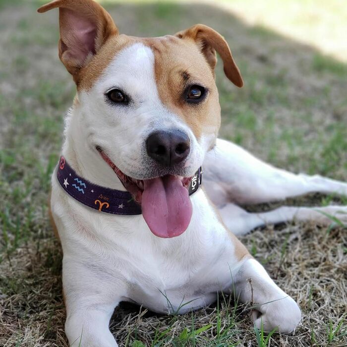 Тактичне нашийник для собак TSPRO, міцний, з металевою застібкою, 3.8 см, регульований, для середніх та великих собак (розмір M, 40-48 см), колір: фіолетовий