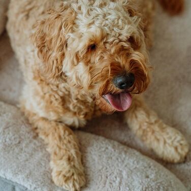 Ортопедичний кутовий диван Nobby 61725 CALBU бежевий; 80 x 52 x 18 см