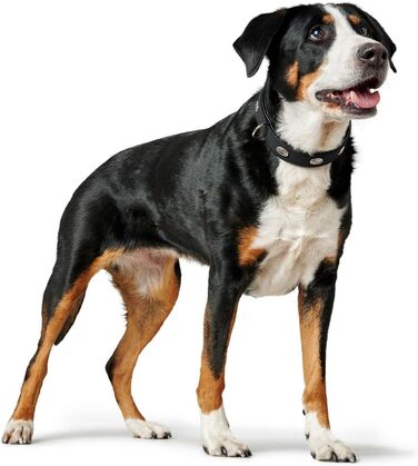 Нашийник для собак HUNTER SOFTIE STONE, штучна шкіра, з аплікаціями, легкий у догляді, чорний, розмір S-M