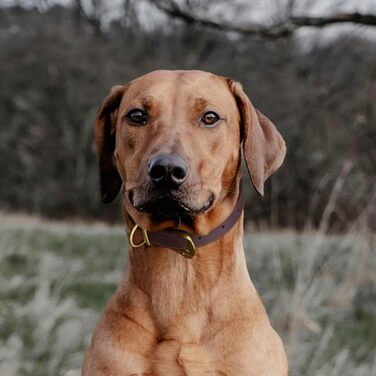 Нашийник для собак з натуральної шкіри, великий розмір (XL), міцний нашийник з латунною застібкою та D-подібним кільцем