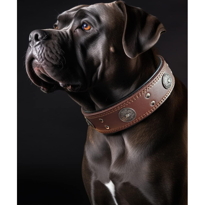 Leather Dog Collar, 5 cm Wide Robust Genuine Leather Collar, Handcrafted, Soft and Luxurious, Eye-Catching Best Choice for Large and Medium Dog Breeds 57-67.5 cm