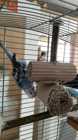 6-Piece Shredder and Nibbling Set for Birds | Basic Equipment for Bird Owners | Budgie Toy | Cockatiel Toy