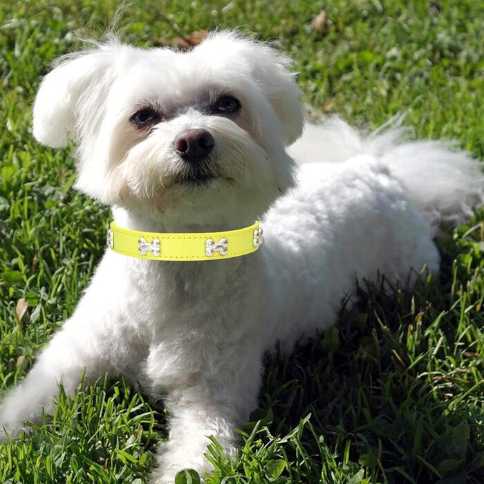 Нашийник для собак з натуральної шкіри та поводок-стрічка: комплект для маленьких та середніх собак і котів, білий (S, жовтий)