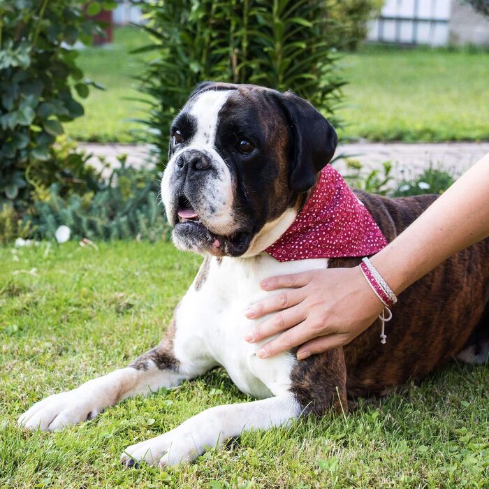 Pettsie dog bandana with collar and friendship bracelet, Adjustable sizes S, M, and L, Detachable bandana cloth, Attractive packaging included, Dog lover, L, Red