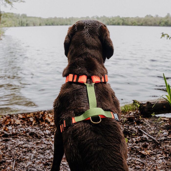 Шлейка для собак Lana Hundegeschirr ручної роботи, 5-рівневе регулювання, водонепроникна, Made in Germany, для собак маленьких та великих порід, повідкова шлейка, нагрудна шлейка, повідкова шлейка (M, помаранчевий/зелений) M помаранчевий/зелений