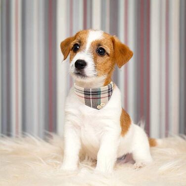 Набір аксесуарів для собак ExPawlorer: нашийник у клітинку з краваткою, рушник на шию, нашийник з дзвіночком та поводок, антизаплутування, регульований, бежевий, X-Small